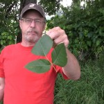Poison Ivy 150x150 How to never have a serious poison ivy rash again!