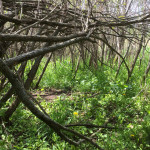 Natural whitetail buck bed