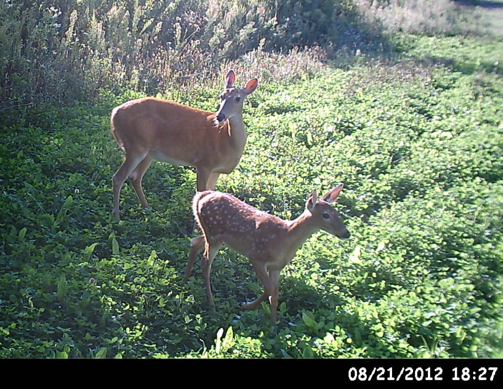 doe and fawn final 1024x792 EDH Property for Sale