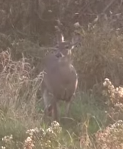 DOE ON ALERT 247x300 How a whitetail busts your trail to your stand